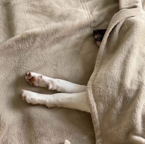 dog sleeping under a blanket